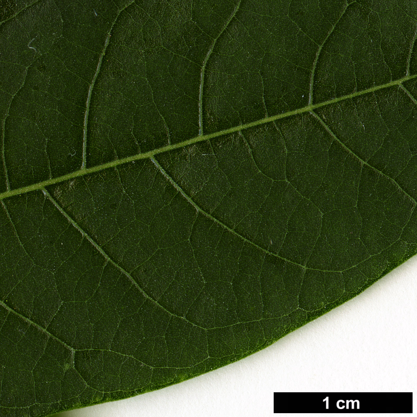High resolution image: Family: Lauraceae - Genus: Litsea - Taxon: kingii